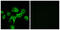 Cell adhesion molecule-related/down-regulated by oncogenes antibody, abx013940, Abbexa, Immunofluorescence image 