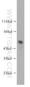 Interferon Regulatory Factor 8 antibody, 18977-1-AP, Proteintech Group, Western Blot image 