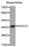 Succinate-CoA Ligase Alpha Subunit antibody, abx004564, Abbexa, Western Blot image 
