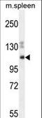 Spectrin Repeat Containing Nuclear Envelope Family Member 3 antibody, LS-C161640, Lifespan Biosciences, Western Blot image 