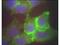 Jagged Canonical Notch Ligand 1 antibody, GTX48691, GeneTex, Immunocytochemistry image 