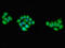 Protein Kinase AMP-Activated Non-Catalytic Subunit Gamma 1 antibody, LS-C679163, Lifespan Biosciences, Immunofluorescence image 