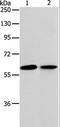 ATP Binding Cassette Subfamily E Member 1 antibody, LS-C404403, Lifespan Biosciences, Western Blot image 