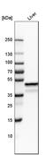 NDRG Family Member 2 antibody, HPA002896, Atlas Antibodies, Western Blot image 