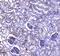 Cadherin 5 antibody, A02632-2, Boster Biological Technology, Immunohistochemistry frozen image 