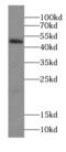 Septin-6 antibody, FNab07725, FineTest, Western Blot image 
