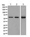 Staufen Double-Stranded RNA Binding Protein 1 antibody, ab137100, Abcam, Western Blot image 