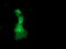 Docking Protein 2 antibody, M07956, Boster Biological Technology, Immunofluorescence image 