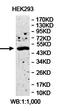 Angiopoietin-related protein 3 antibody, orb78027, Biorbyt, Western Blot image 