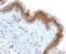 Inner Membrane Mitochondrial Protein antibody, NB100-1919, Novus Biologicals, Immunohistochemistry frozen image 