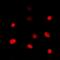 T-box transcription factor TBX1 antibody, abx133626, Abbexa, Western Blot image 