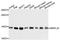 Mitochondrial Ribosomal Protein L32 antibody, A10016, ABclonal Technology, Western Blot image 