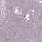 Mitochondrial Ribosome Recycling Factor antibody, HPA049987, Atlas Antibodies, Immunohistochemistry frozen image 