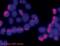 Poly(ADP-ribose) antibody, ALX-804-220-R100, Enzo Life Sciences, Immunocytochemistry image 