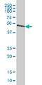 SMAD2 antibody, LS-B5454, Lifespan Biosciences, Western Blot image 