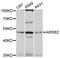ARRB2 antibody, MBS126026, MyBioSource, Western Blot image 