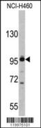 Exportin For TRNA antibody, 63-075, ProSci, Western Blot image 