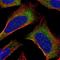 Programmed Cell Death 5 antibody, NBP1-82656, Novus Biologicals, Immunofluorescence image 