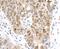 Mitogen-Activated Protein Kinase Kinase 2 antibody, A700-103, Bethyl Labs, Immunohistochemistry paraffin image 