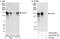 SAFB-like transcription modulator antibody, A302-834A, Bethyl Labs, Immunoprecipitation image 