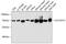 Solute Carrier Family 25 Member 12 antibody, GTX66079, GeneTex, Western Blot image 