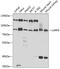 La Ribonucleoprotein Domain Family Member 4 antibody, GTX65583, GeneTex, Western Blot image 