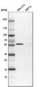 Golgi Reassembly Stacking Protein 2 antibody, HPA035275, Atlas Antibodies, Western Blot image 
