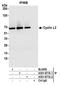 Cyclin L2 antibody, A301-677A, Bethyl Labs, Immunoprecipitation image 
