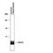 14-3-3 (pan) antibody, PPS043, R&D Systems, Western Blot image 