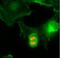 Histone H3 antibody, NBP2-61546, Novus Biologicals, Immunocytochemistry image 