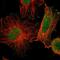 Sickle tail protein antibody, NBP1-84100, Novus Biologicals, Immunofluorescence image 