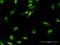 M-Phase Phosphoprotein 8 antibody, H00054737-B01P, Novus Biologicals, Immunocytochemistry image 