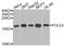 DNA Polymerase Epsilon 4, Accessory Subunit antibody, orb374287, Biorbyt, Western Blot image 