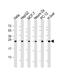 Proteasome Subunit Alpha 6 antibody, M04710, Boster Biological Technology, Western Blot image 