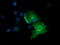 Exonuclease 3'-5' Domain Containing 1 antibody, TA502098, Origene, Immunofluorescence image 