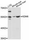 Jumonji domain-containing protein 5 antibody, A11606, ABclonal Technology, Western Blot image 