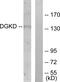 Diacylglycerol Kinase Delta antibody, GTX87254, GeneTex, Western Blot image 
