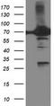 Dipeptidyl Peptidase 3 antibody, TA503290, Origene, Western Blot image 
