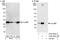 Calcyclin Binding Protein antibody, A302-904A, Bethyl Labs, Immunoprecipitation image 