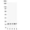 Nucleolysin TIA-1 isoform p40 antibody, R31316, NSJ Bioreagents, Western Blot image 