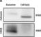 Calnexin antibody, NB100-1974, Novus Biologicals, Western Blot image 