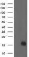 Nucleoside diphosphate kinase B antibody, TA505574S, Origene, Western Blot image 