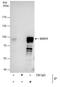 SRY-Box 13 antibody, PA5-21556, Invitrogen Antibodies, Immunoprecipitation image 
