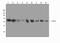 2-Aminoethanethiol Dioxygenase antibody, PB10032, Boster Biological Technology, Western Blot image 