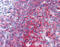 CD40 Molecule antibody, 51-054, ProSci, Immunohistochemistry frozen image 