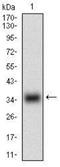 Myostatin antibody, NBP2-37260, Novus Biologicals, Western Blot image 
