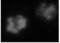 CTLA-1 antibody, ALX-804-121-C100, Enzo Life Sciences, Immunocytochemistry image 
