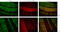Purkinje cell protein 2 antibody, abx032812, Abbexa, Immunohistochemistry paraffin image 