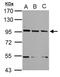 XPA Binding Protein 2 antibody, NBP2-20916, Novus Biologicals, Western Blot image 