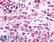 Prostaglandin E Receptor 1 antibody, LS-A962, Lifespan Biosciences, Immunohistochemistry frozen image 